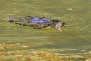 Gelbwangen Schmuckschildkröte